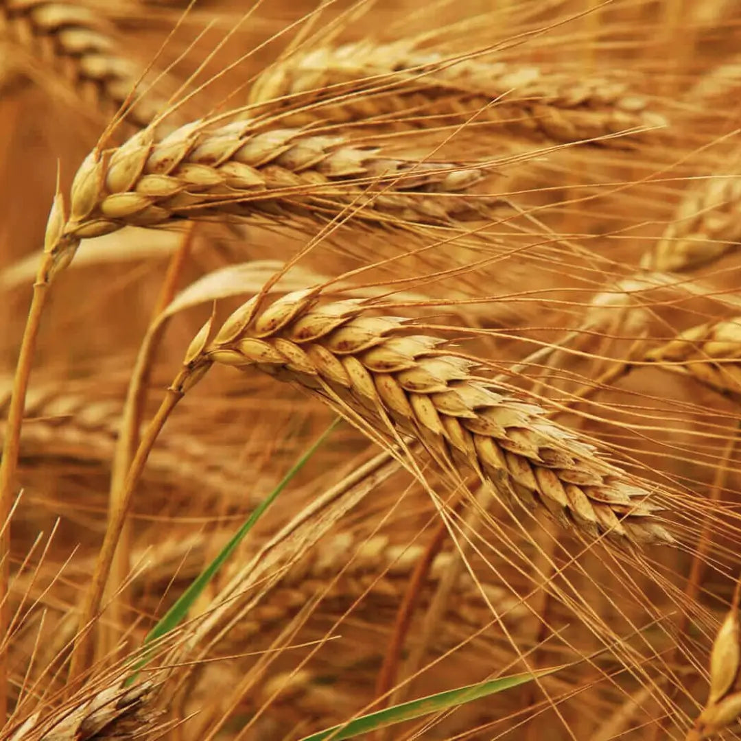 Malt d'orge torréfié