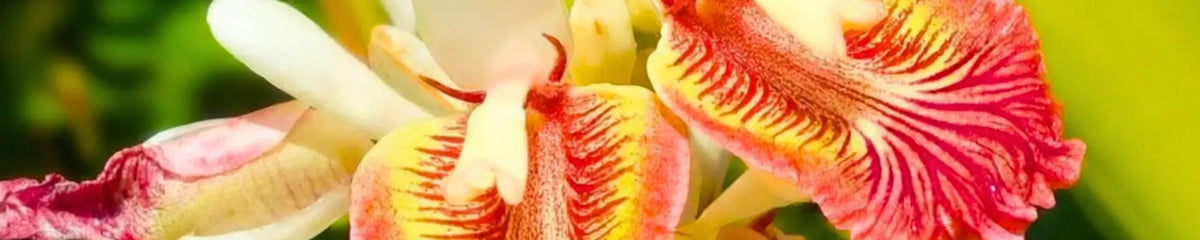 Extrait breveté d'Alpinia Galanga (enXtra)