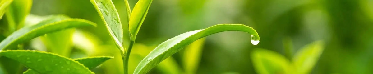 La L-Theanine (issue du thé vert)