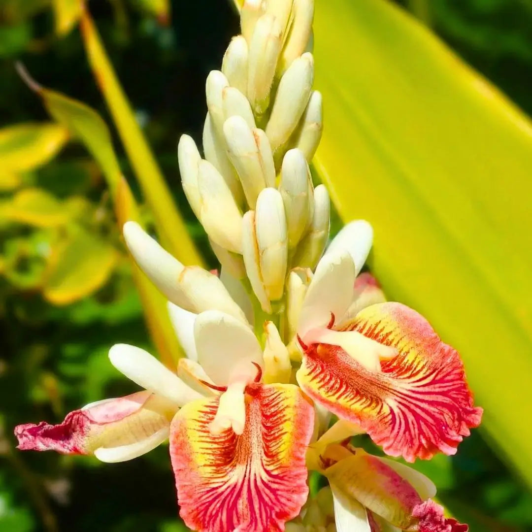 Alpinia Galanga